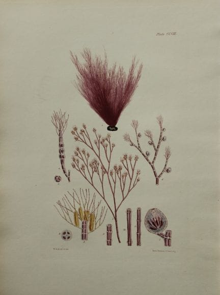 威廉-哈维 - 1846 年《海草》手绘石版画。

这幅石版画出自 Phycologia Brita