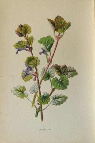 Shirley Hibberd – Gundelrebe, 1877.

Dieser chromo