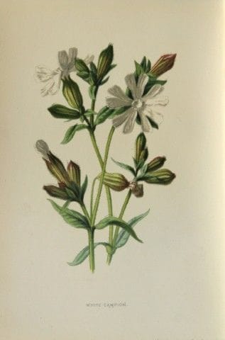 Shirley Hibberd – Weiße Lichtnelke, 1877.

Dieser 