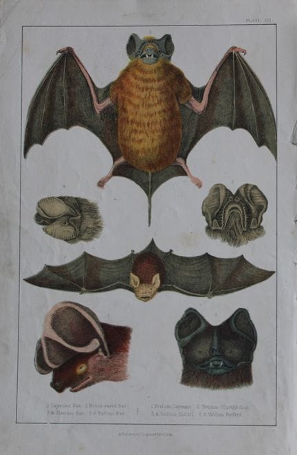 Oliver Goldsmith - Gravure représentant différente