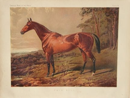 Cassells Buch der Pferde – Fair Nell, 1880.

Chrom