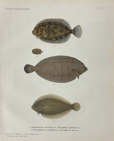 Wilhelm von Wright – Wunderschöne Lithografie mit 