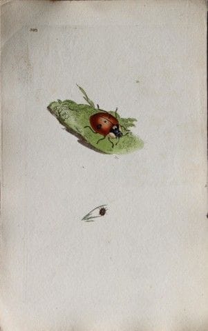 Edward Donovan - Gravure sur cuivre représentant d