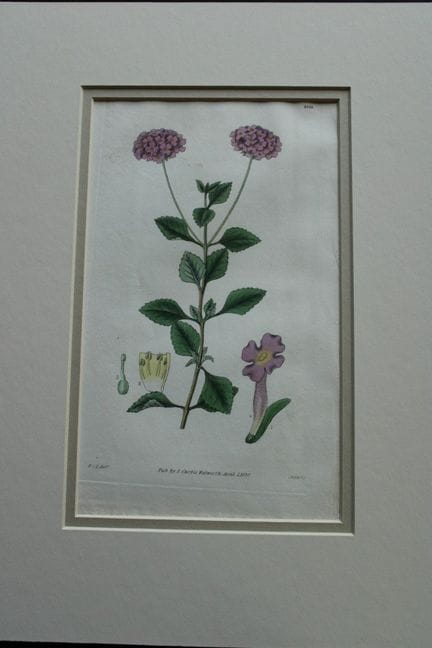 WJ Hooker - Gravure rare tirée du *Botanical Magaz