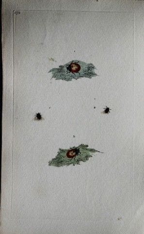 Edward Donovan - Gravure sur cuivre représentant d