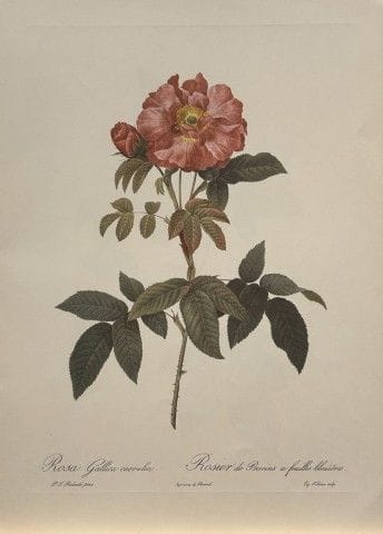 P. J. Redouté - Ariel Press, 1956.

Cette estampe,
