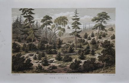 L. Lloyd – „The Stick Nat“ von Korner, 1867.

Dies