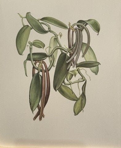 Mary Grierson - Magnifique lithographie d'orchidée