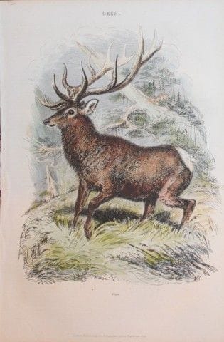 Charles Partington - Hand coloured engraving of a 