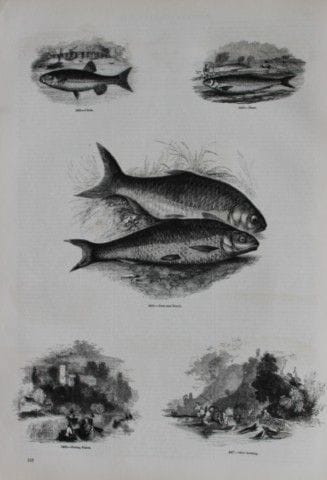 Gravure de poissons publiée par Charles Knight en 