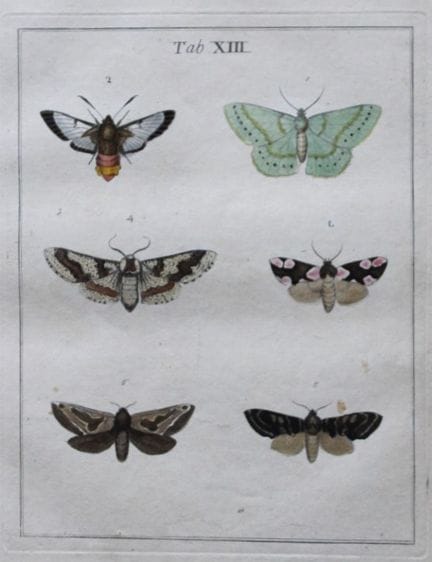 Moses Harris - Gravure rare colorée à la main repr