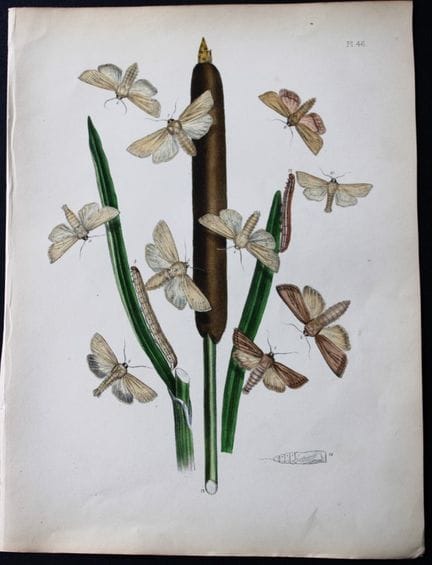 HN Humphreys - Lithographie coloriée à la main rep