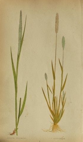 Edward Lowe – „A Natural History of British Grasse