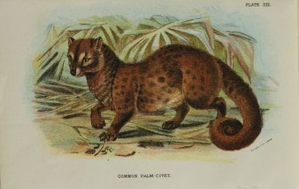 Richard Lydekker - Common Palm-Civet 1896.

Colour