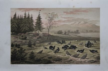 L. Lloyd – „The Black Cock Lek“ von Korner, 1867.
