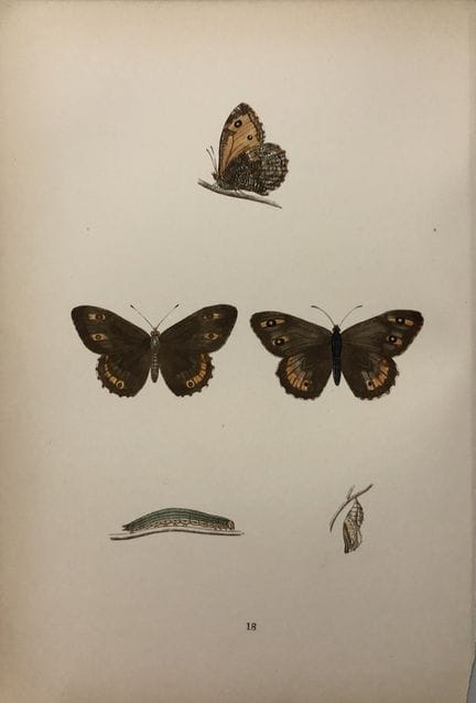 Révérend F. O. Morris – Gravure représentant des p