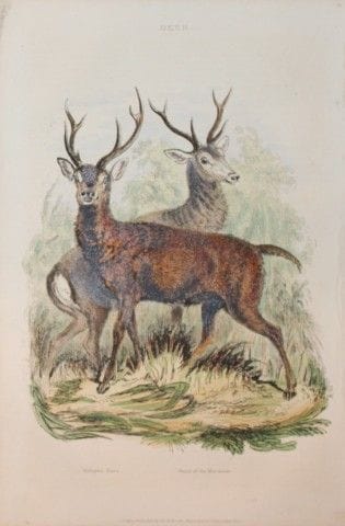 Charles Partington - Hand coloured engraving of De