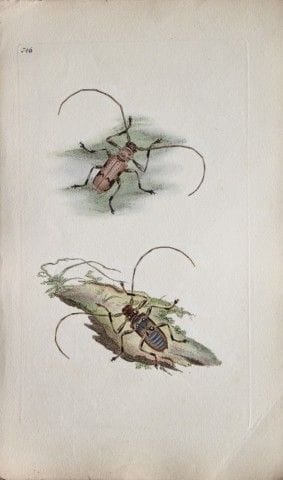 Edward Donovan - Gravure sur cuivre représentant d