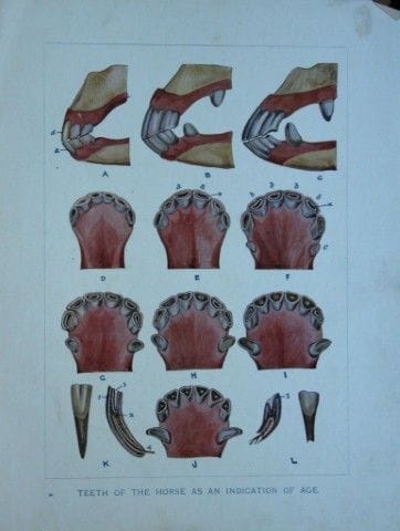 Benjamin Herring - Lithograph of Teeth of the Hors
