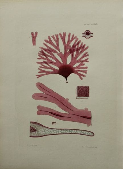威廉-哈维 - 1846 年《海草》手绘石版画。

这幅石版画出自 Phycologia Brita