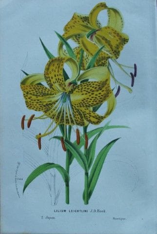 Lemaire &amp; van Houtte - Gravure originale tirée