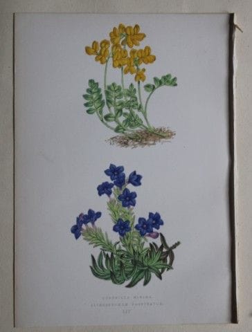 Stiche von Alpenpflanzen von A. F. Lydon und B. Fa
