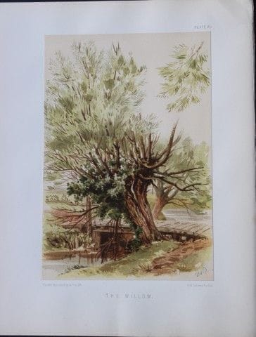 PH Delamotte - Chromolithographie représentant un 