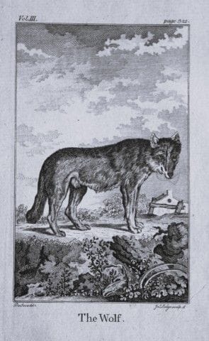 Buffon – Der Wolf, gezeichnet von De Seve, 1812.

