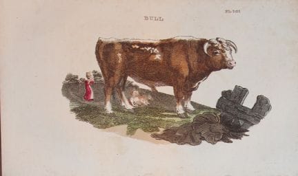 Brightly – Stich eines Stiers, 1811.

Dieser Kupfe