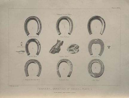 Benjamin Herring - Lithograph of Horseshoe Varieti