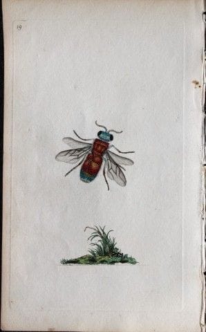 Edward Donovan - Gravure sur cuivre représentant d