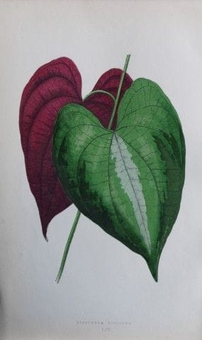 Edward Lowe – „Beautiful Leaved Plants“ 1861.

Die