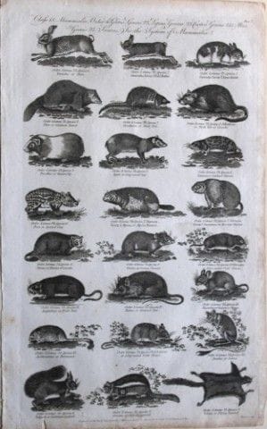 WH Hall – Stich mit Kaninchen, Eichhörnchen und Na