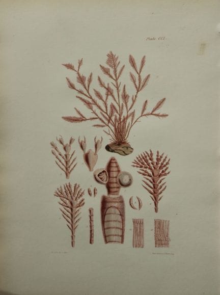 威廉-哈维 - 1846 年《海草》手绘石版画。

这幅石版画出自 Phycologia Brita