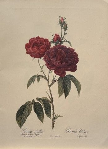 P. J. Redouté - Ariel Press, 1956.

Cette estampe,