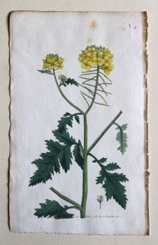 Frederick P. Nodder - Gravure tirée de *Flora Rust