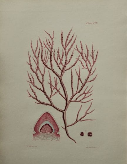威廉-哈维 - 1846 年《海草》手绘石版画。

这幅石版画出自 Phycologia Brita