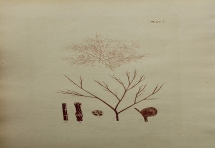 William Harvey - Handkolorierte Lithographie von S