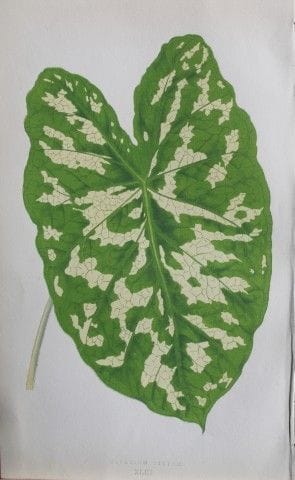 Edward Lowe – „Beautiful Leaved Plants“ 1861.

Die