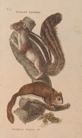 Brightly - Engraving of Barbary and Virginian Flyi