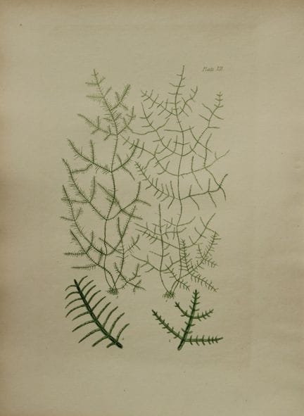 William Harvey - Handkolorierte Lithographie von S