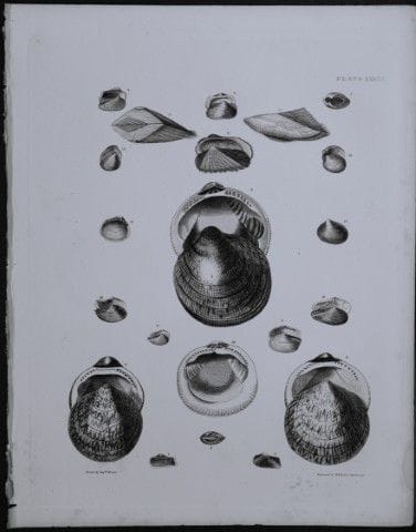 Kapitän Thomas Brown – Stich mit Muschelmotiven, 1