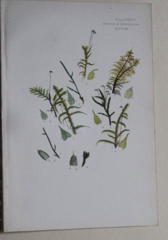F.E. Tripp - Gravure coloriée à la main représenta