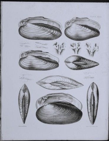 托马斯·布朗上尉——1844年贝壳版画。

这幅版画出自托马斯·布朗上尉所著的《大不列颠及爱尔兰近代