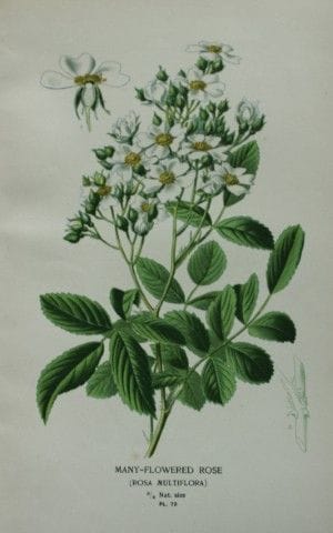Edward Step - Chromolithographie de fleurs, 1896.
