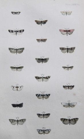 Révérend F.O. Morris - Gravure représentant des pa
