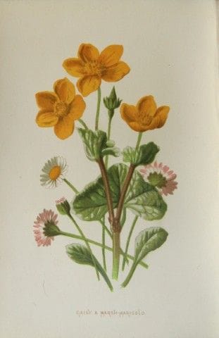 Shirley Hibberd – Gänseblümchen und Sumpf-Gänseblü