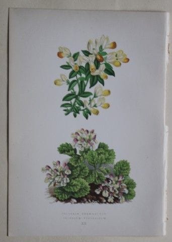 Stiche von Alpenpflanzen von A. F. Lydon und B. Fa