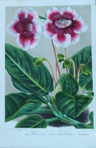 Lemaire &amp; van Houtte - Gravure originale tirée