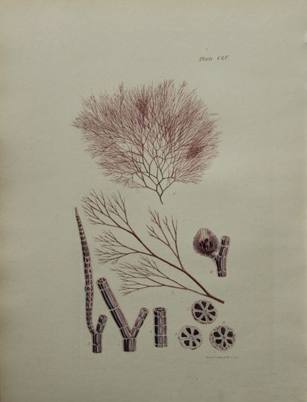 威廉-哈维 - 1846 年《海草》手绘石版画。

这幅石版画出自 Phycologia Brita